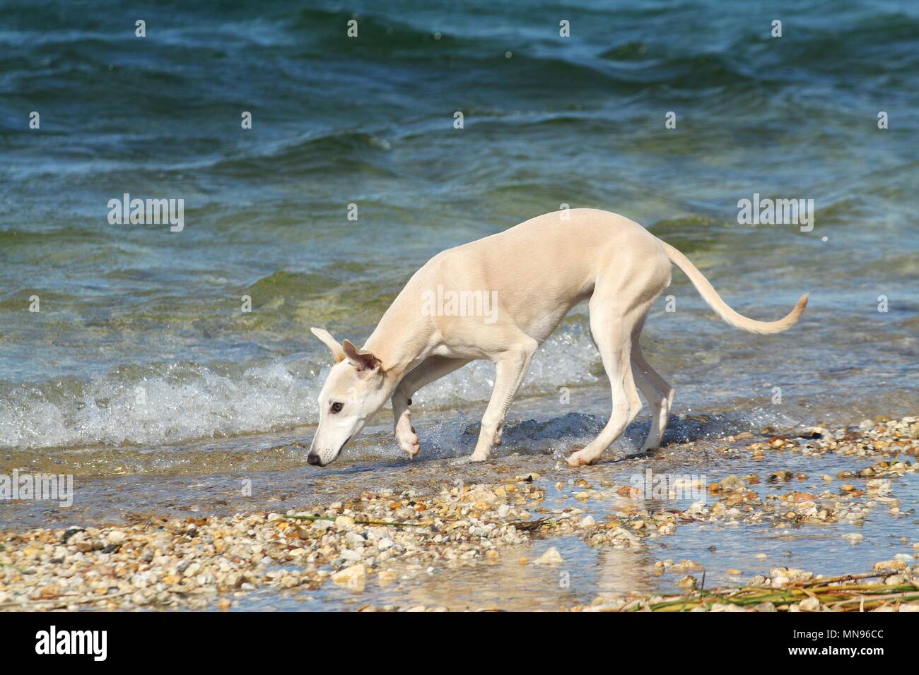 Whippet at the water Stock Photo Alamy