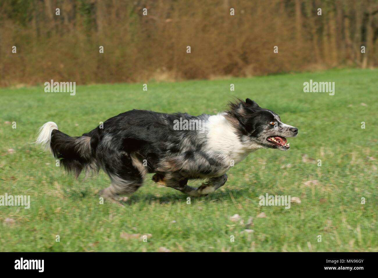 running Tiger Stock Photo