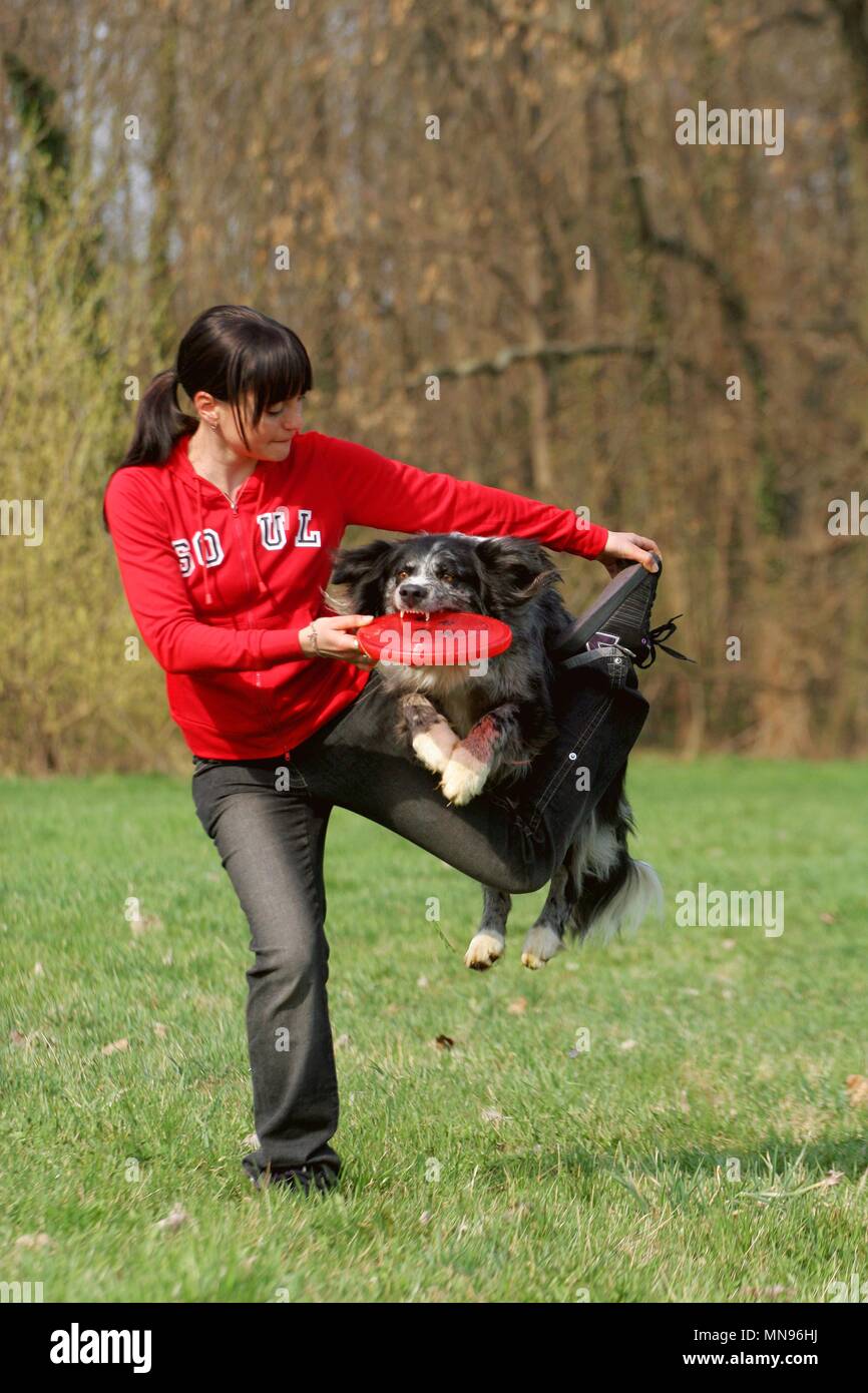 Discdogging Stock Photo