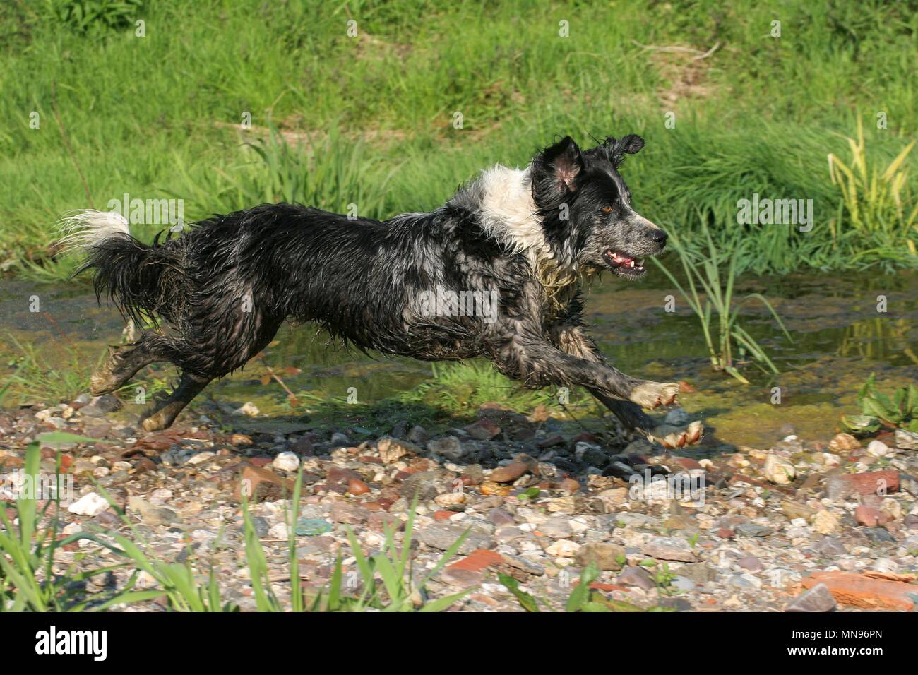 running Tiger Stock Photo