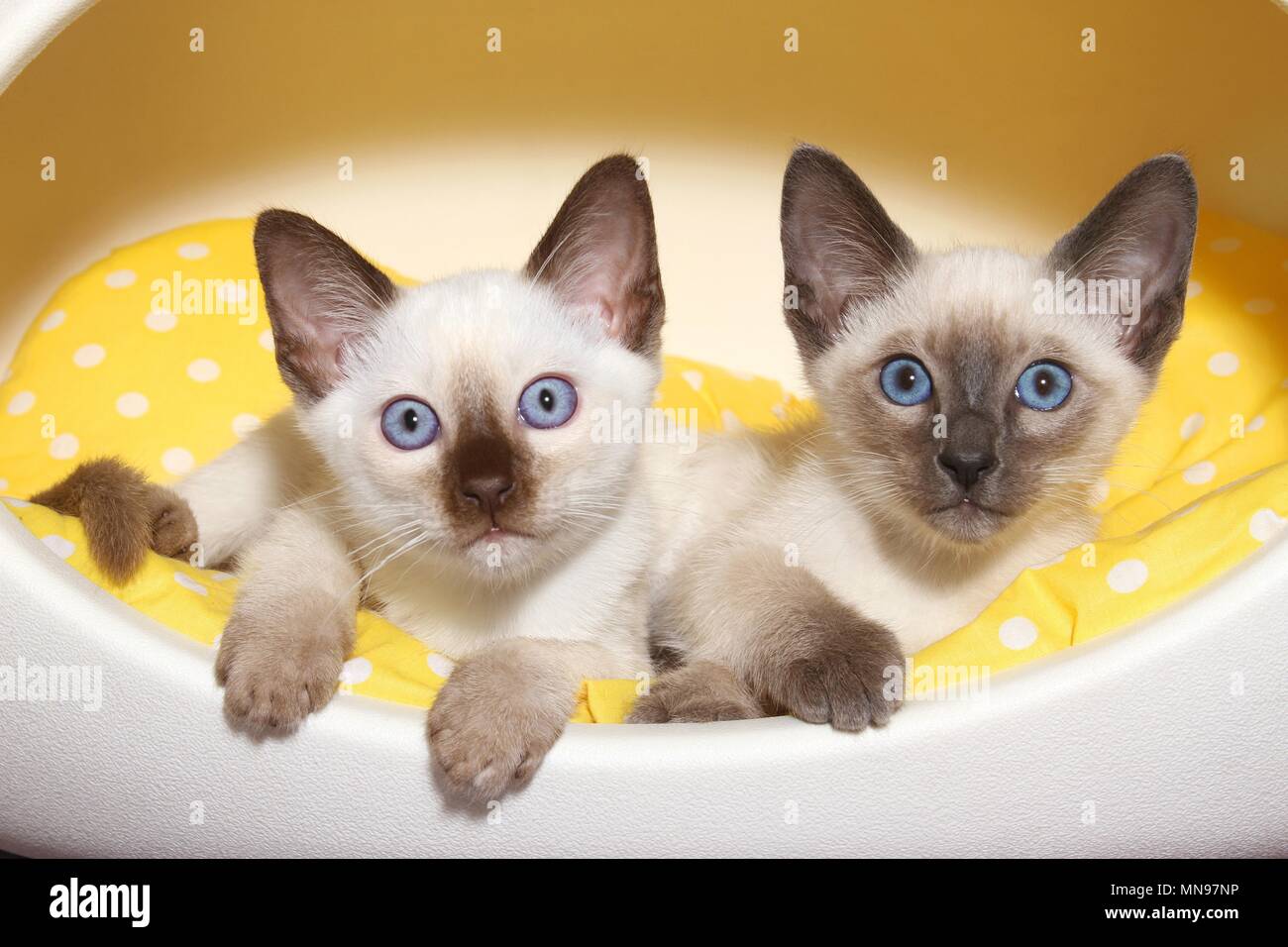 Thai Kitten Stock Photo