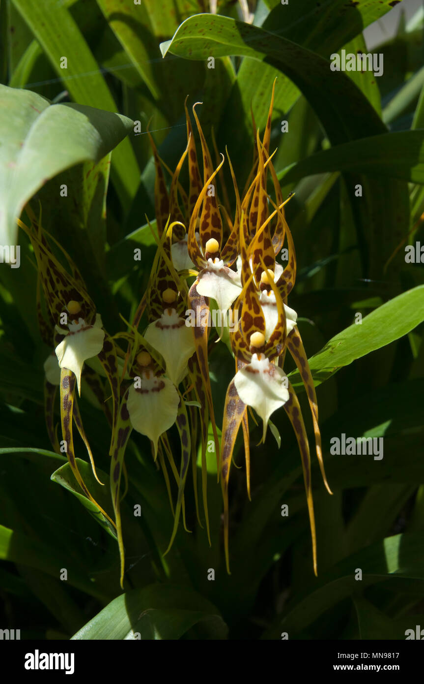 Sydney Australia, Flowering Brassia Spider orchid Stock Photo
