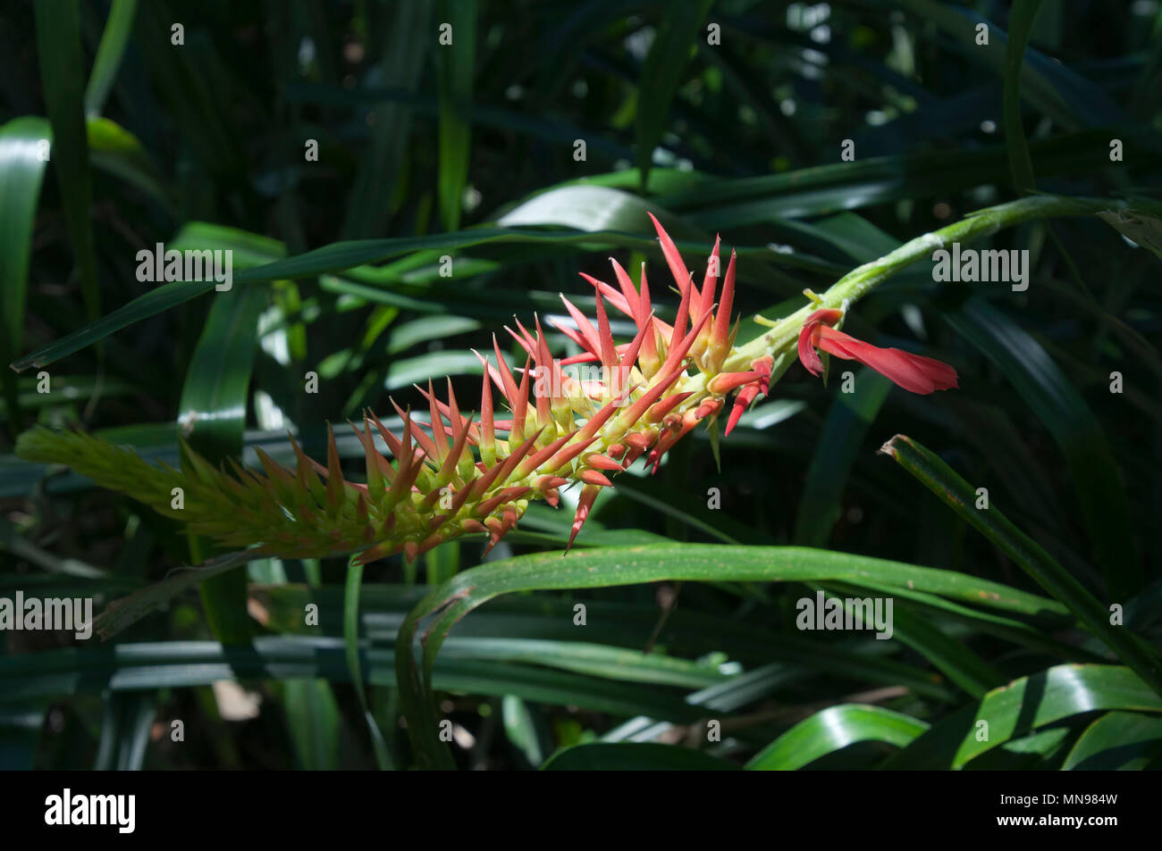 Sydney Australia, Pitcairna flammea flower spike against background of green leaves Stock Photo