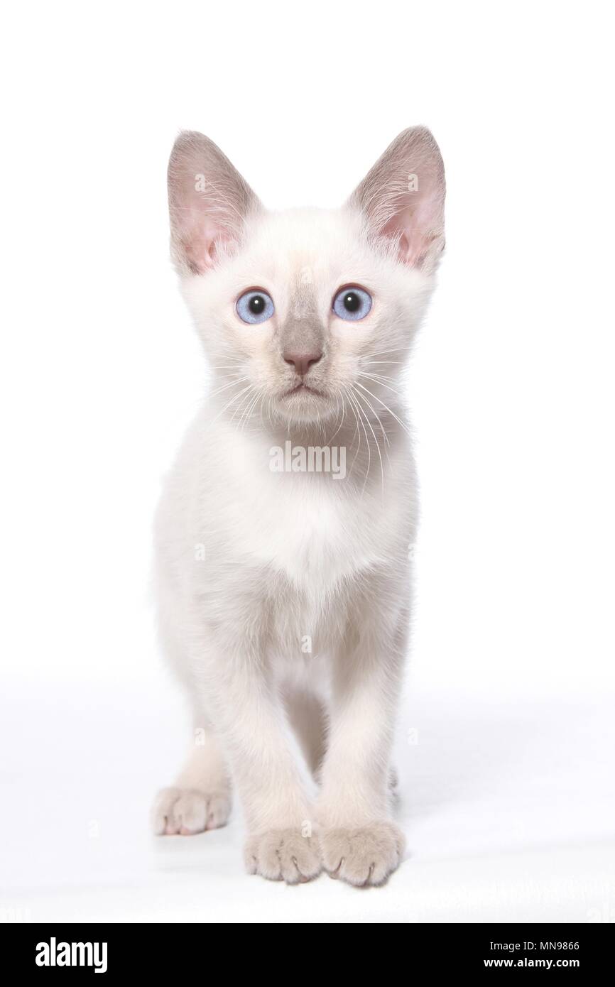 Lavender point hotsell siamese kittens