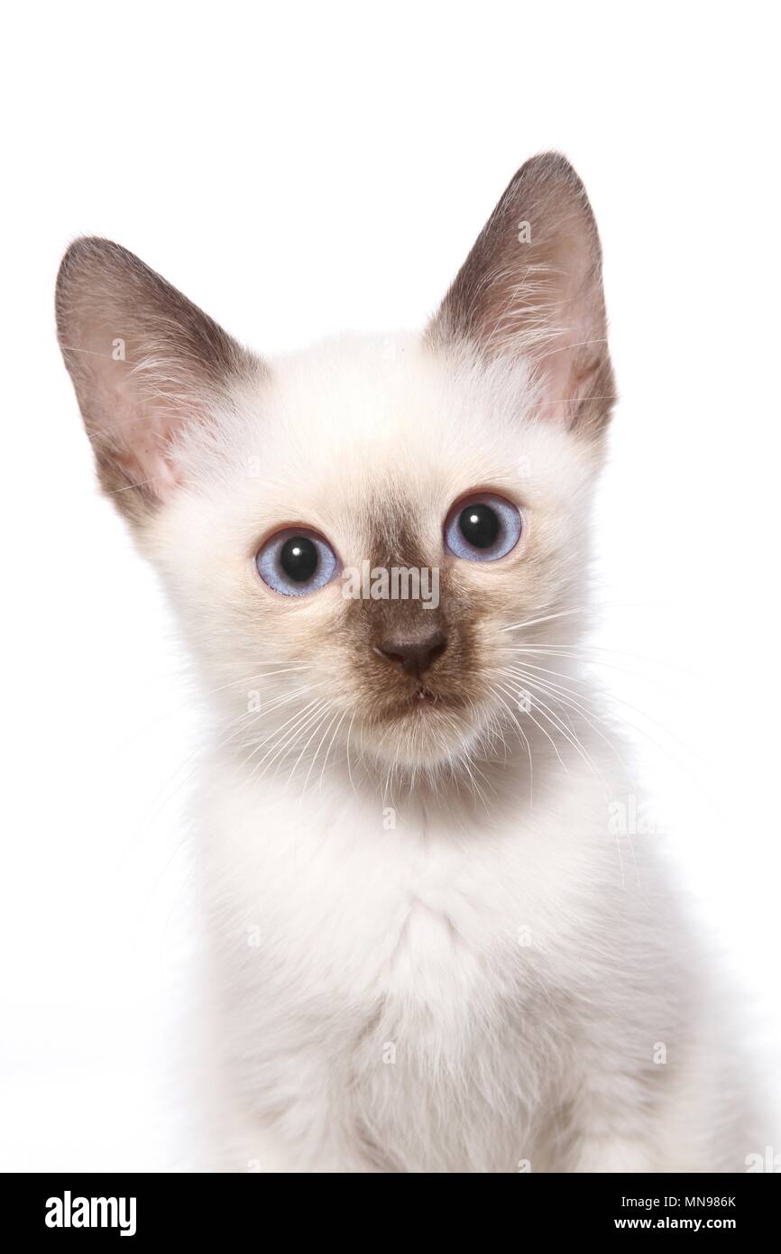 Thai Kitten Stock Photo