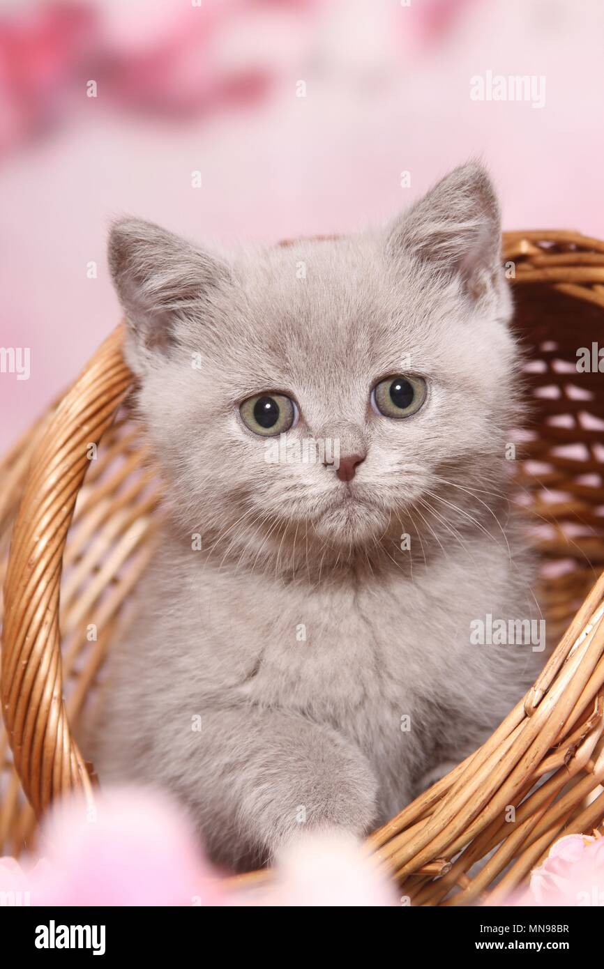 British Shorthair Kitten Stock Photo 185215627 Alamy