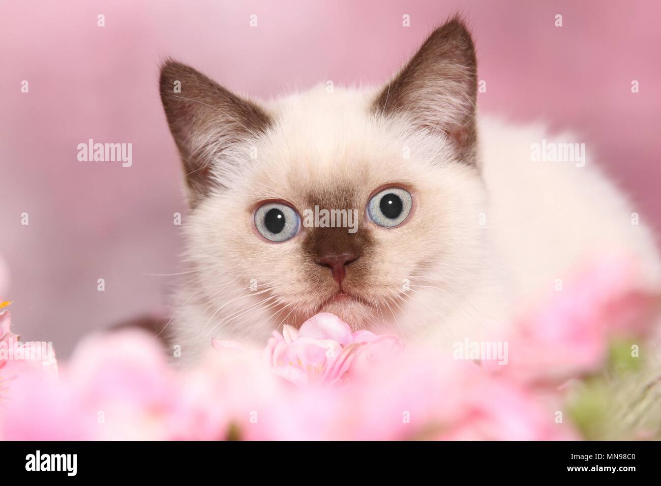 British Shorthair Kitten Stock Photo Alamy