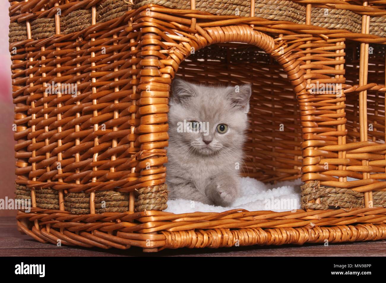 British Shorthair Kitten Stock Photo 185215934 Alamy