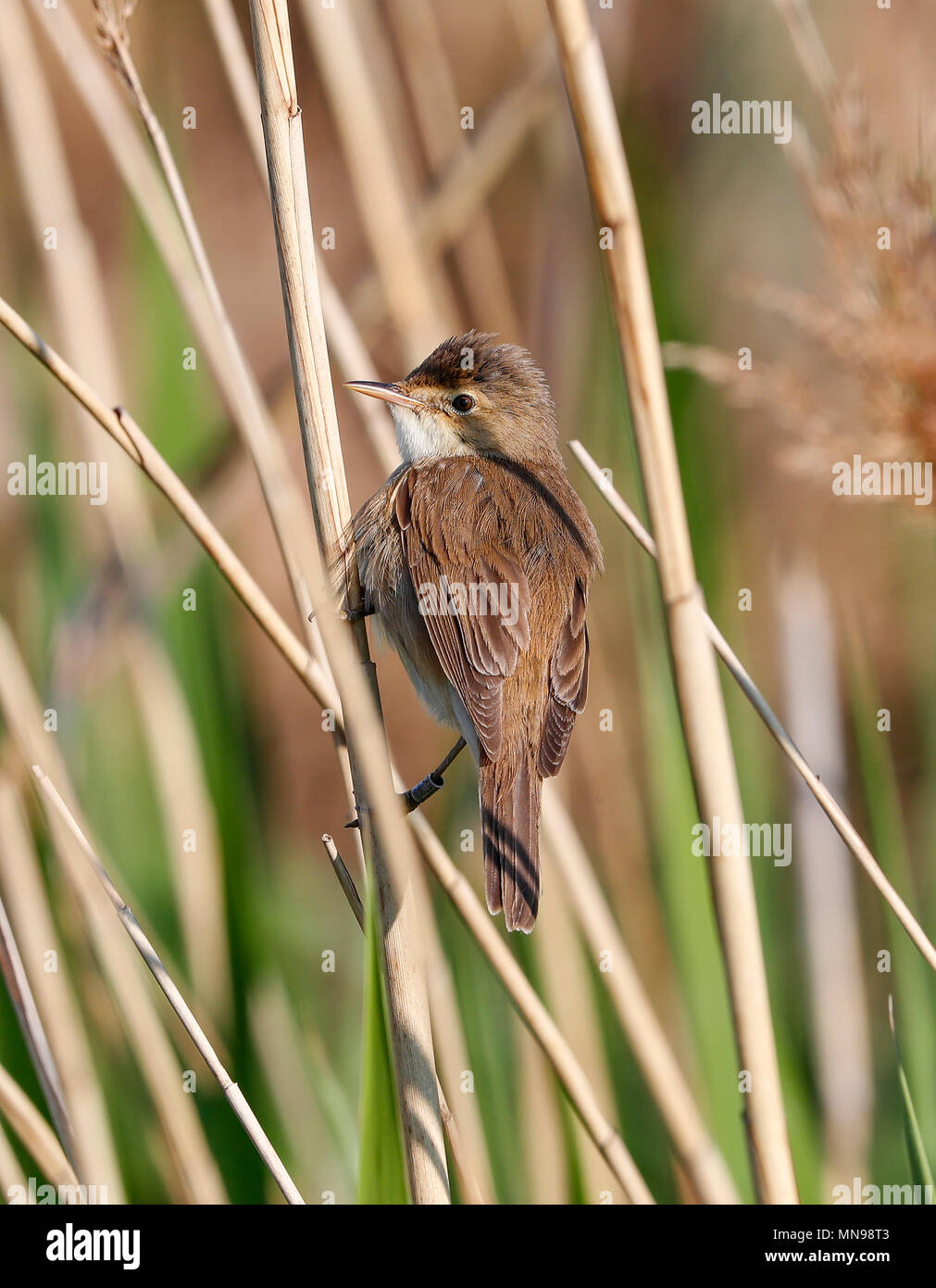 Reed Warbler (Acrocephalus scirpaceus Stock Photo - Alamy