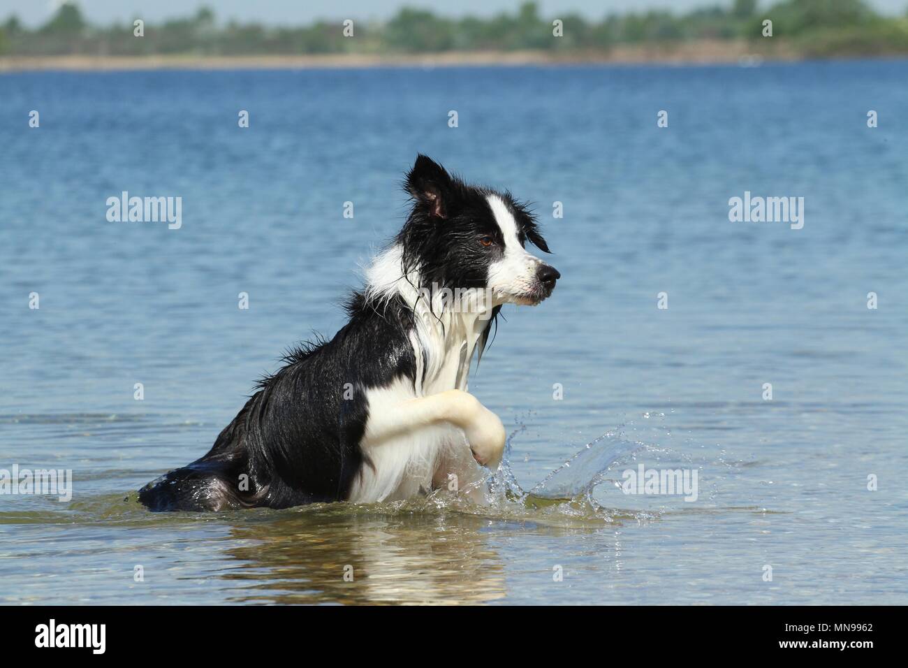 running Border Collie Stock Photo - Alamy
