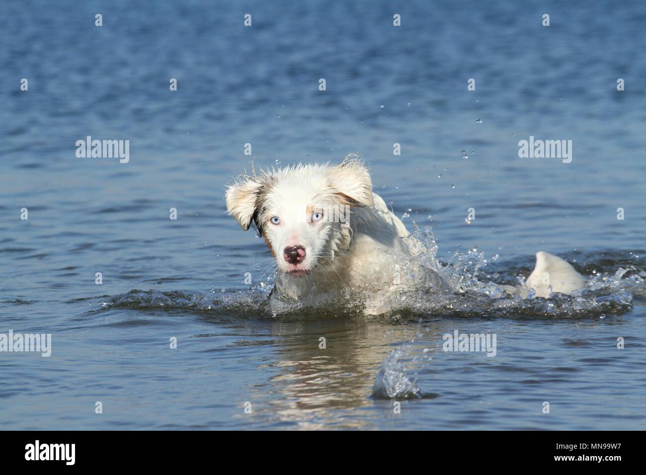 swimming Australian Shepherd Stock Photo Alamy