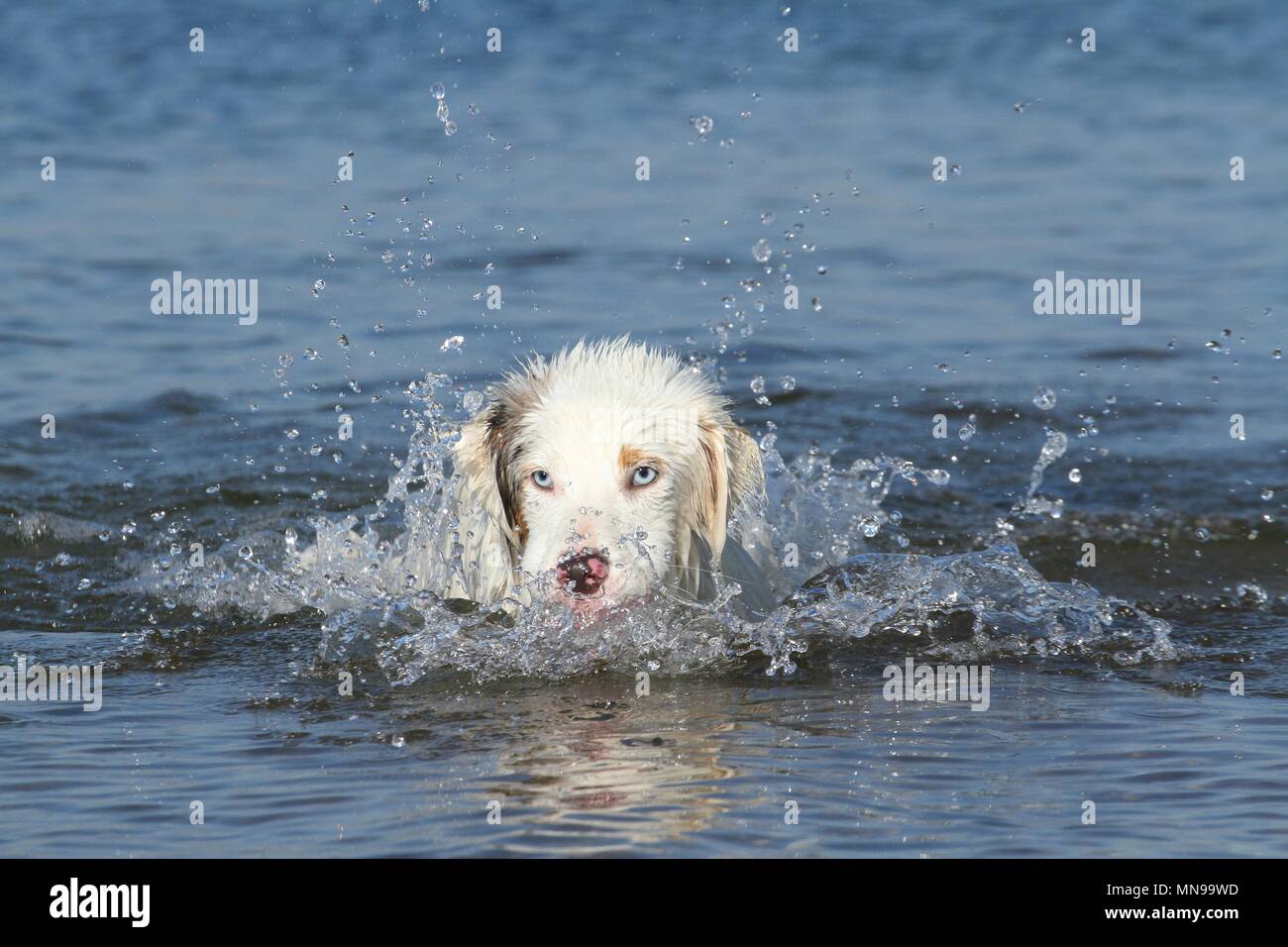 swimming Australian Shepherd Stock Photo Alamy