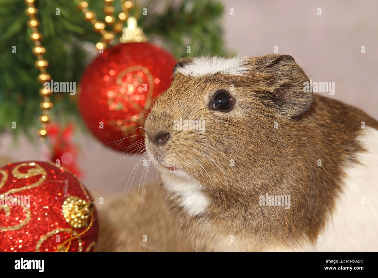 crested guinea pig Stock Photo - Alamy