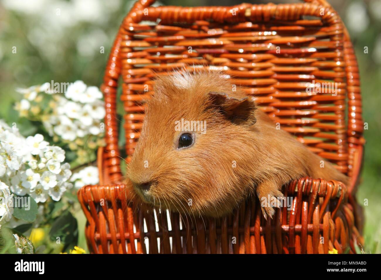 Sheltie guinea pig Stock Photo - Alamy