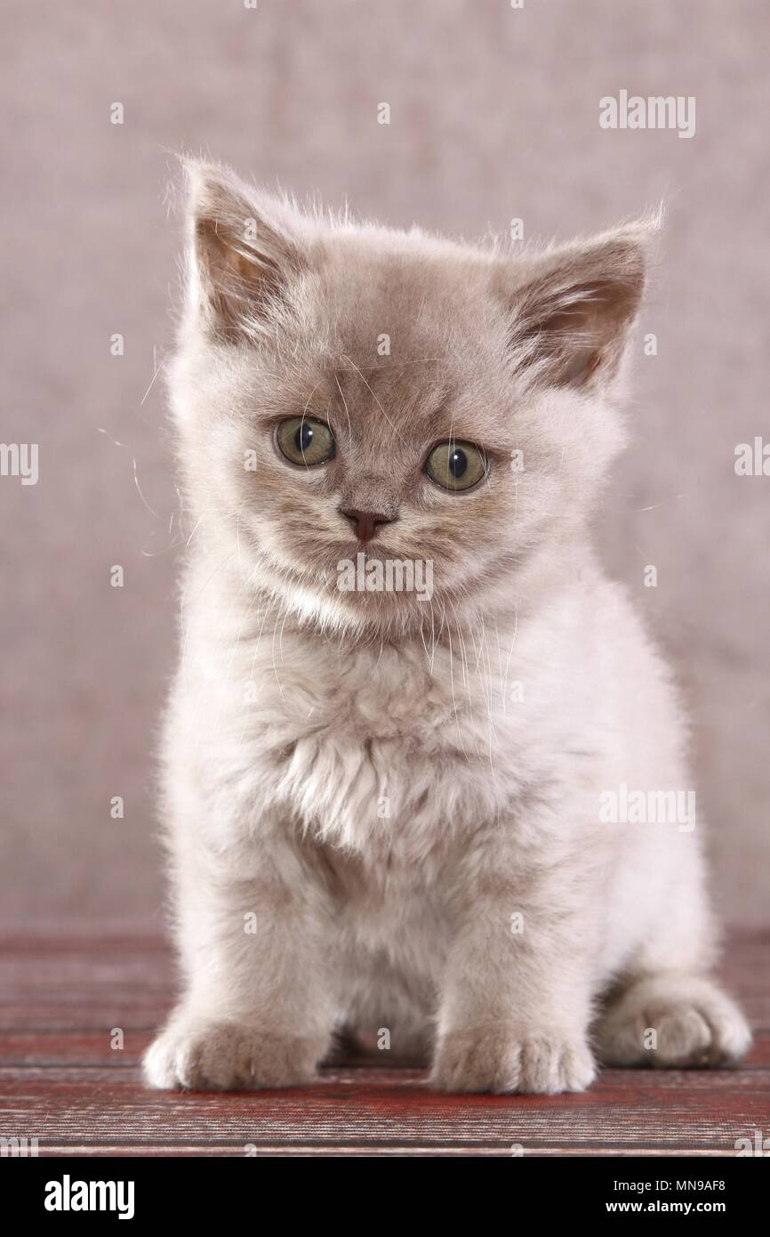 Sitting British Shorthair Kitten Stock Photo 185217292 Alamy