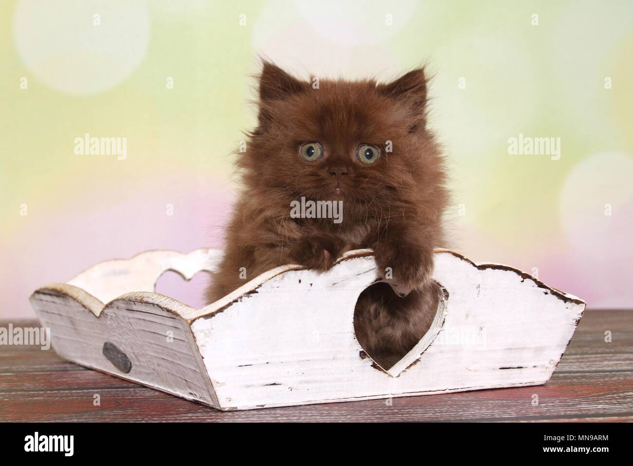 Chocolate box kittens hires stock photography and images Alamy