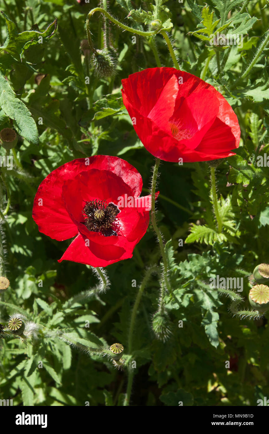Black pistil centre hi-res stock photography and images - Alamy