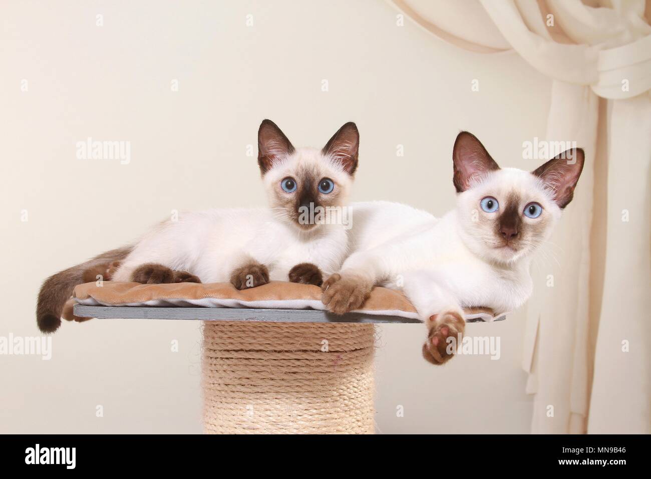 2 Thais Stock Photo