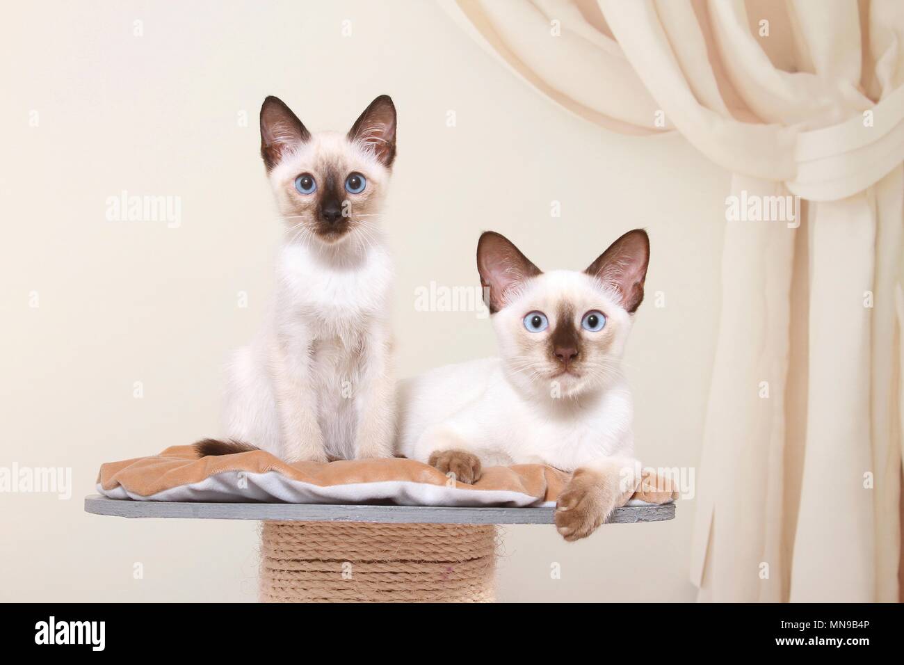 2 Thais Stock Photo