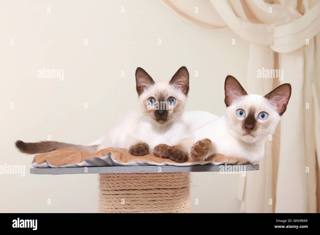 2 Thais Stock Photo