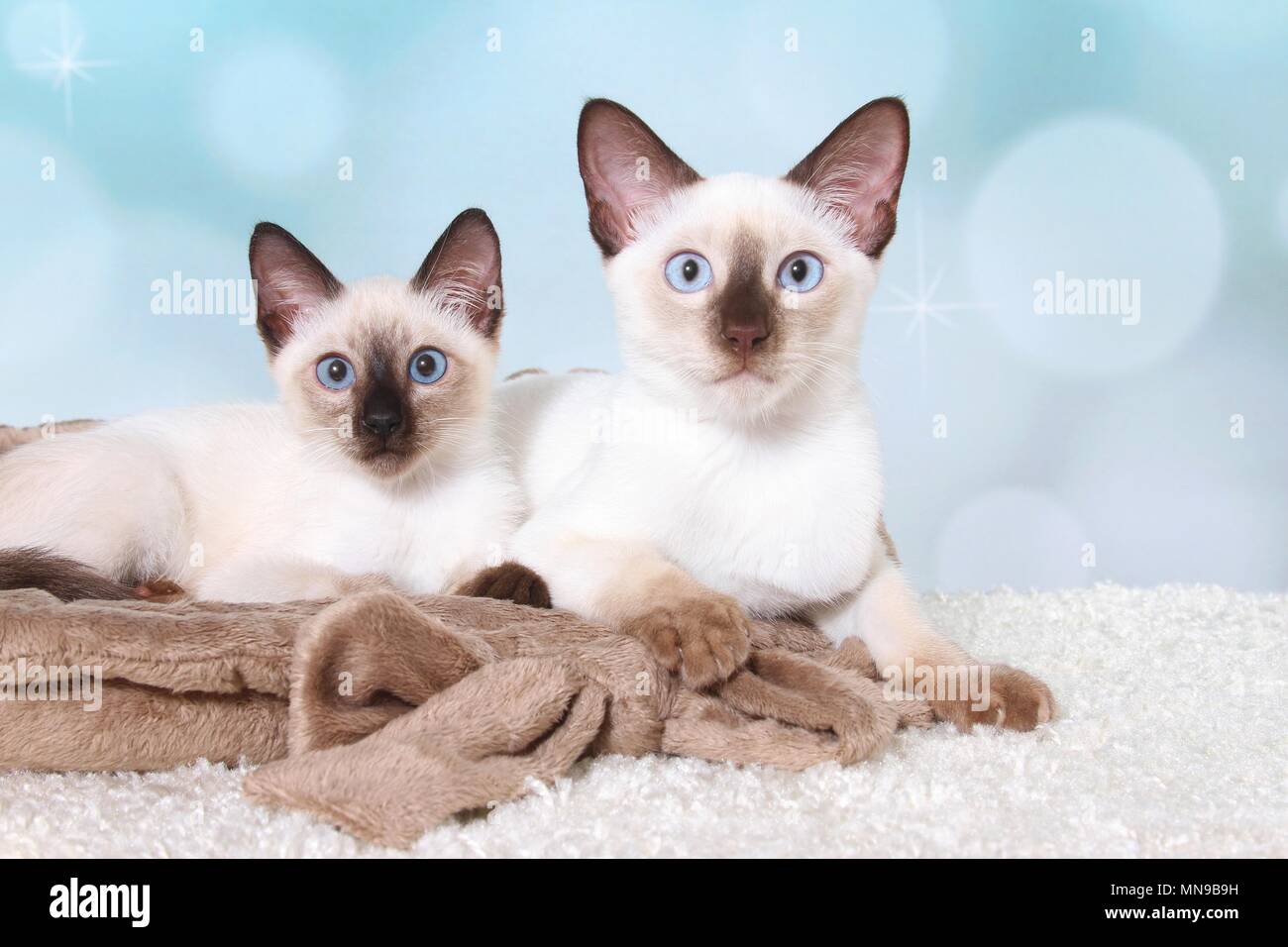 2 Thais Stock Photo