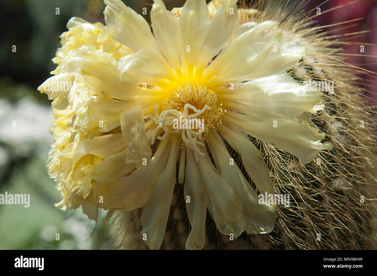 Sydney Australia, Yellow Tower cactus flowers Stock Photo Alamy