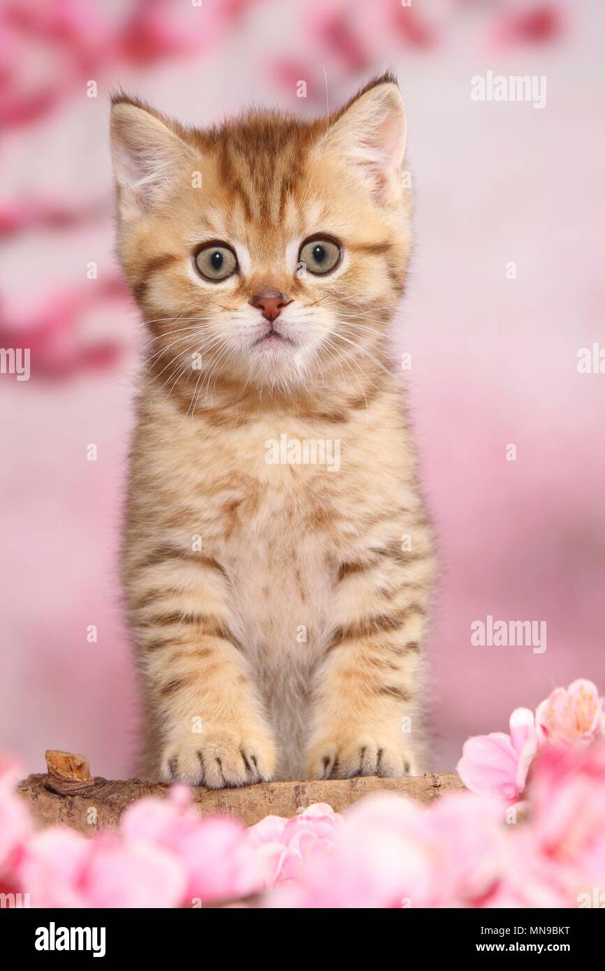 British Shorthair Kitten Stock Photo 185218204 Alamy