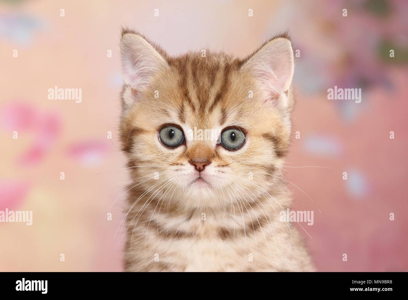 British Shorthair Kitten Stock Photo 185218300 Alamy
