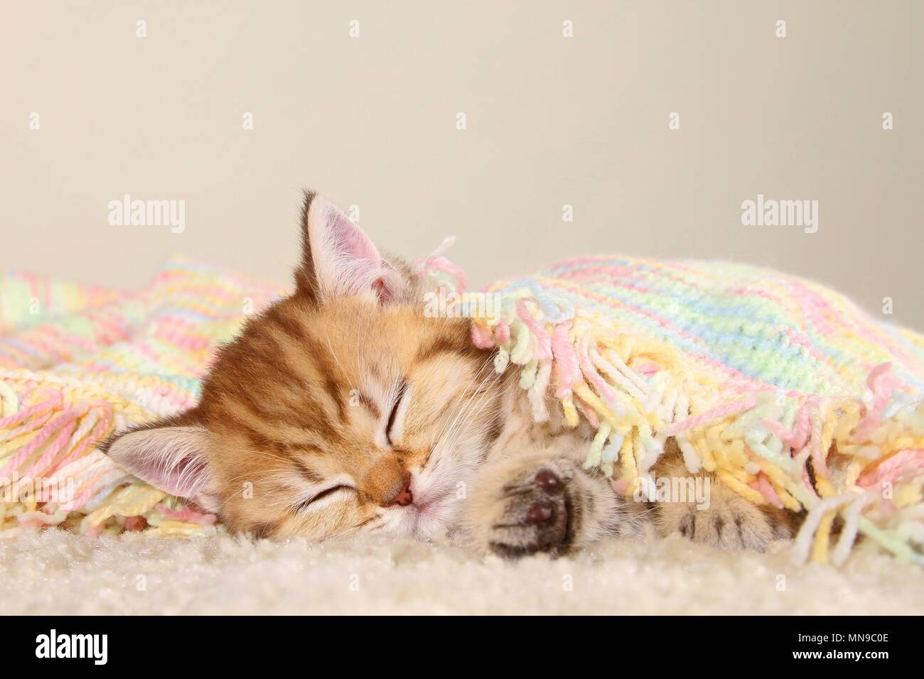 British Shorthair Kitten Stock Photo 185218446 Alamy