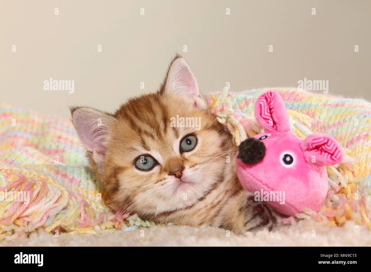 British Shorthair Kitten Stock Photo Alamy