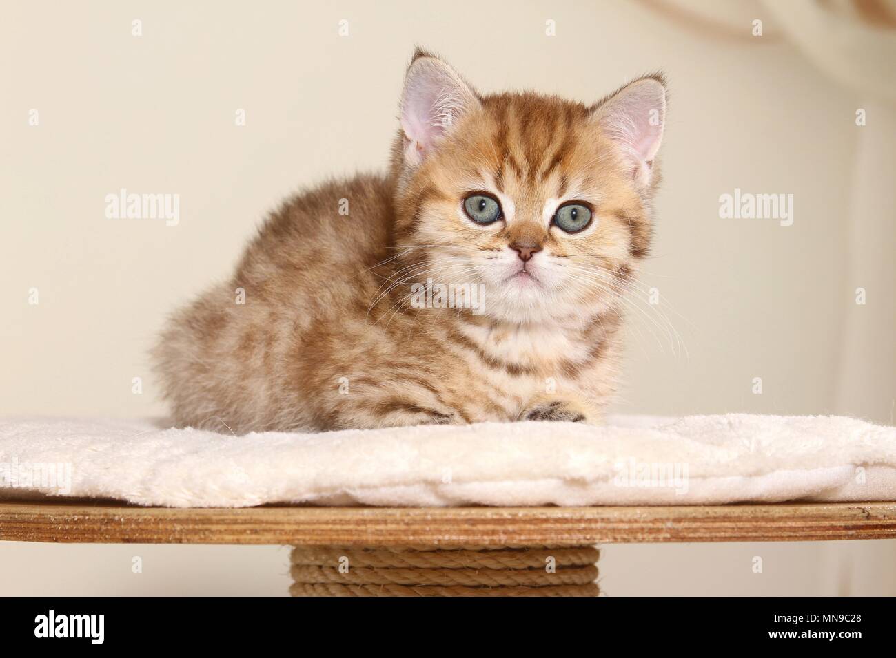 British Shorthair Kitten Stock Photo 185218496 Alamy
