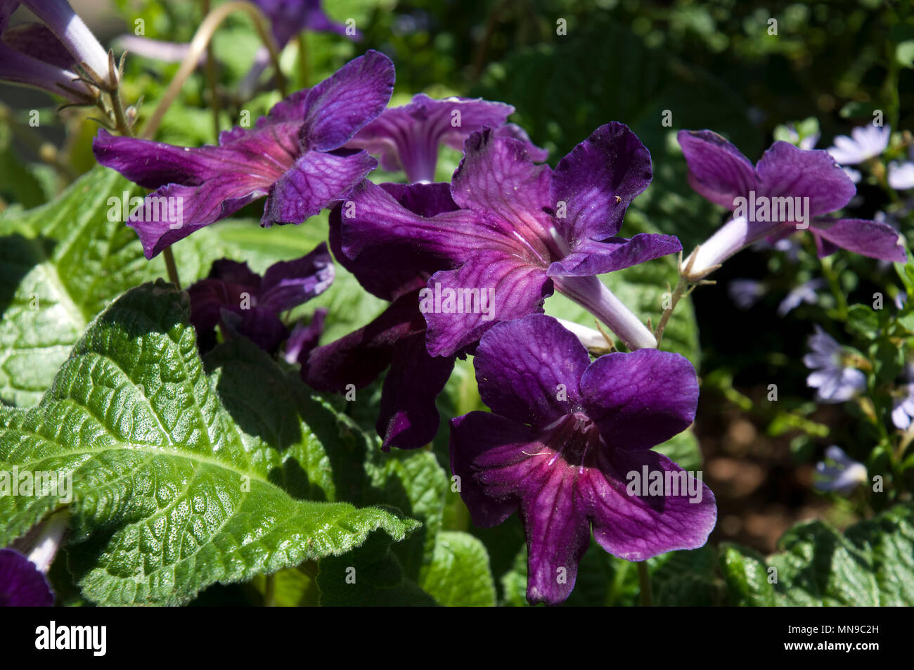 Sydney Australia, purple cape primrose flowers Stock Photo