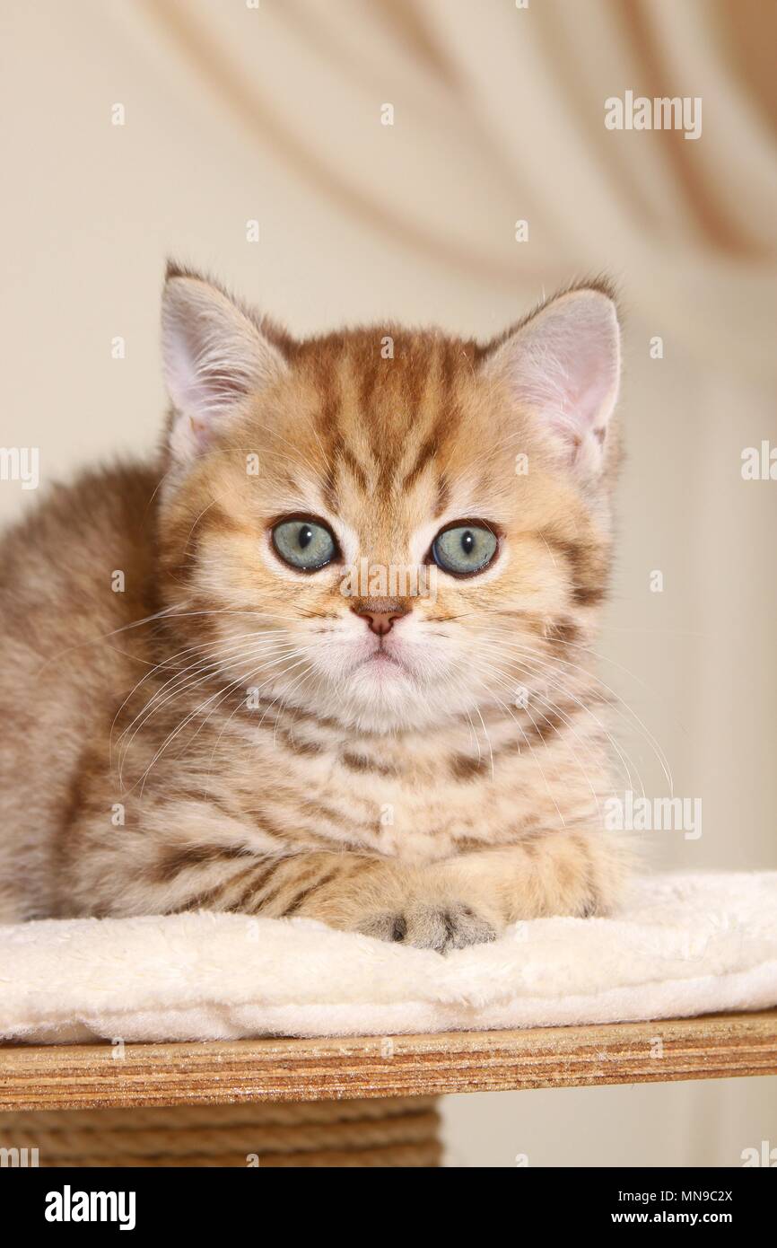 Kitten beige hi res stock photography and images Page 36 Alamy