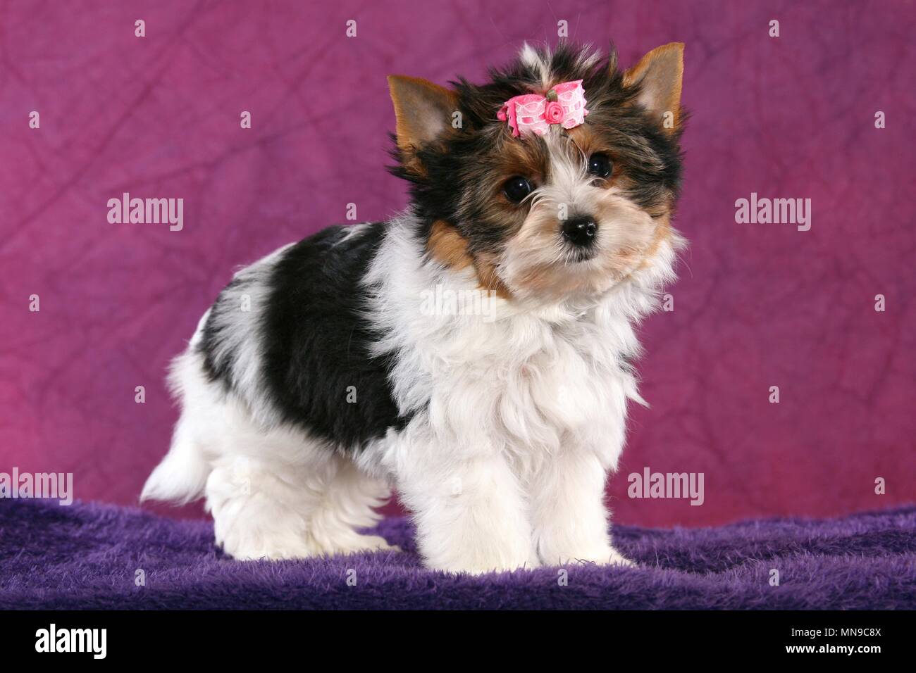 Biewer Terrier Puppy Stock Photo