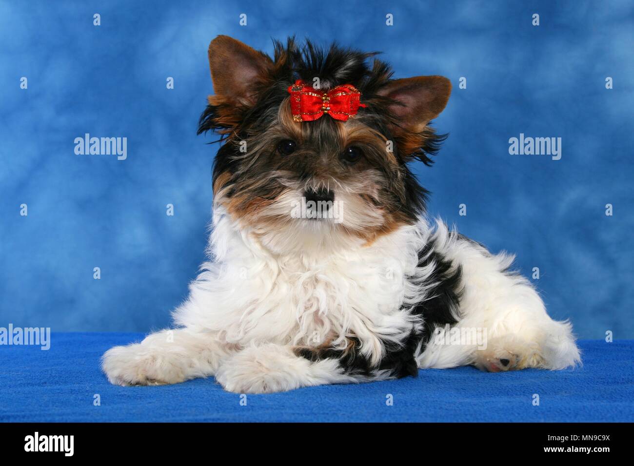 young Biewer Terrier Stock Photo