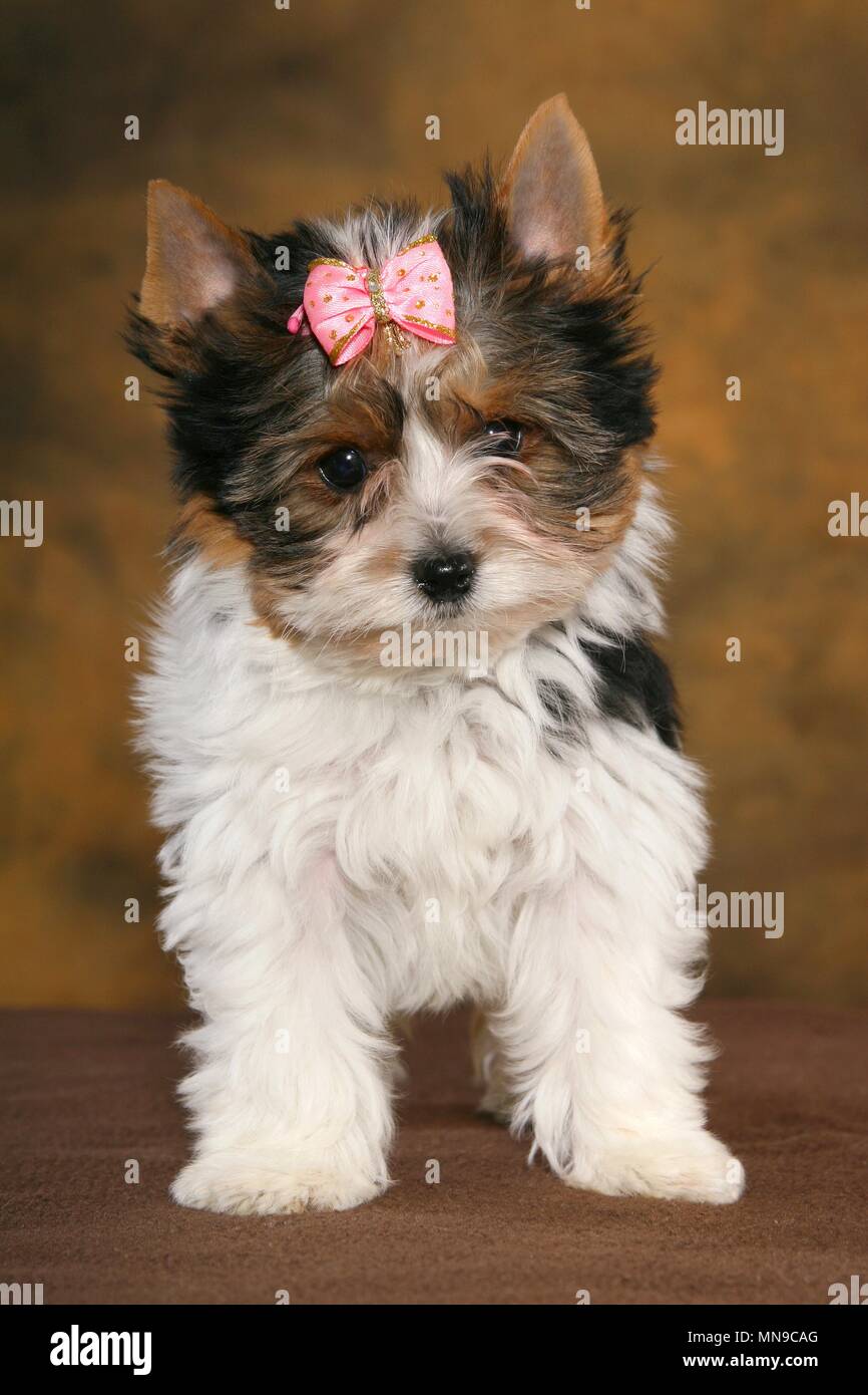 Biewer Terrier Puppy Stock Photo