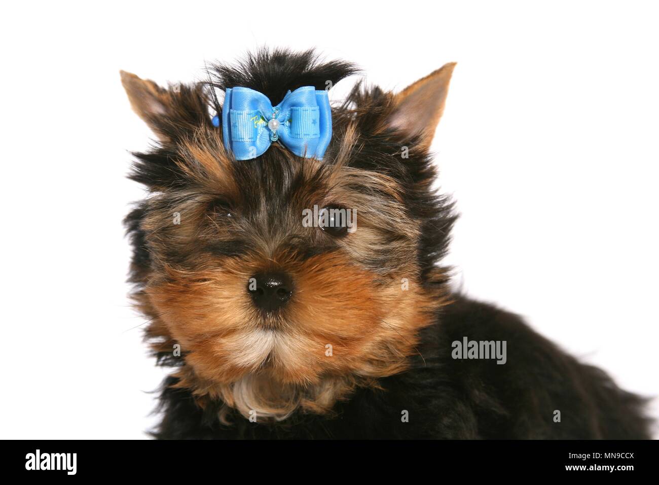 Yorkshire Terrier Puppy Stock Photo