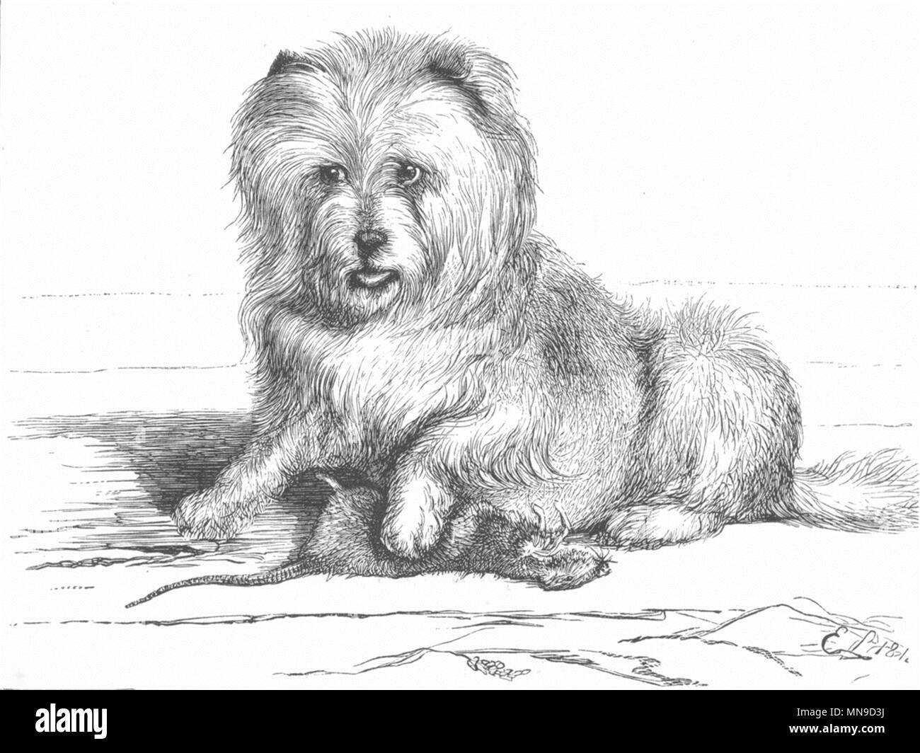 DOGS. Vixen-Landseer (1824) c1880 old antique vintage print picture Stock Photo