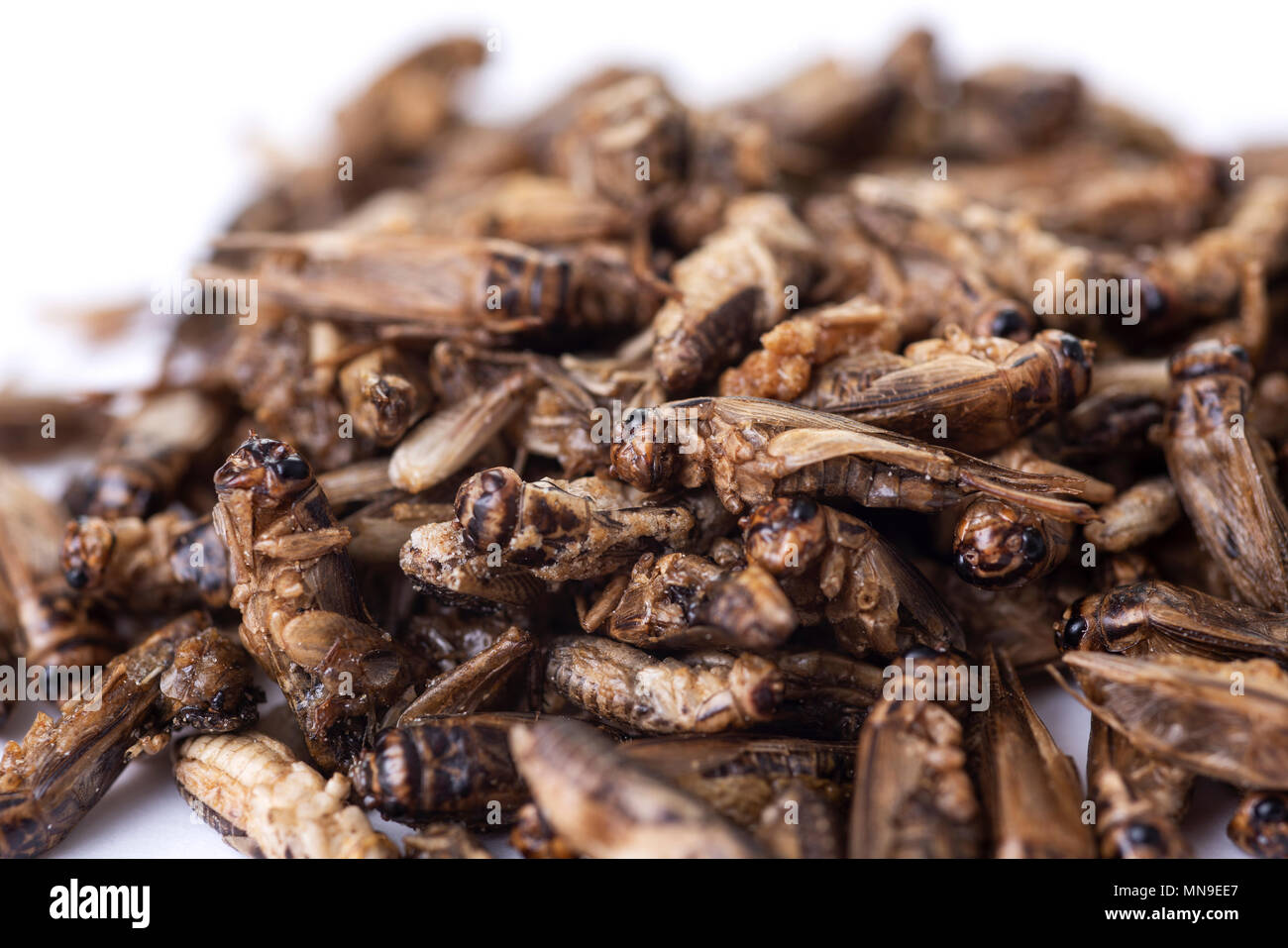 closeup of some fried crickets seasoned with onion and barbecue sauce Stock Photo