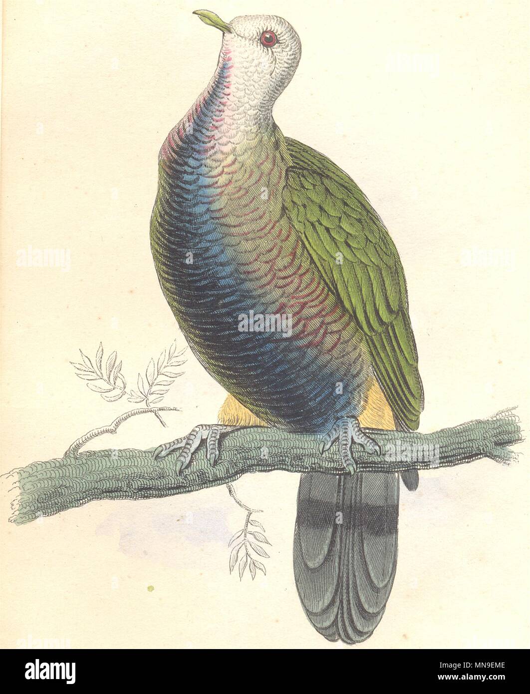 BIRDS. Carpophaga Magnifica. Original hand colouring. Prideaux John Selby 1835 Stock Photo