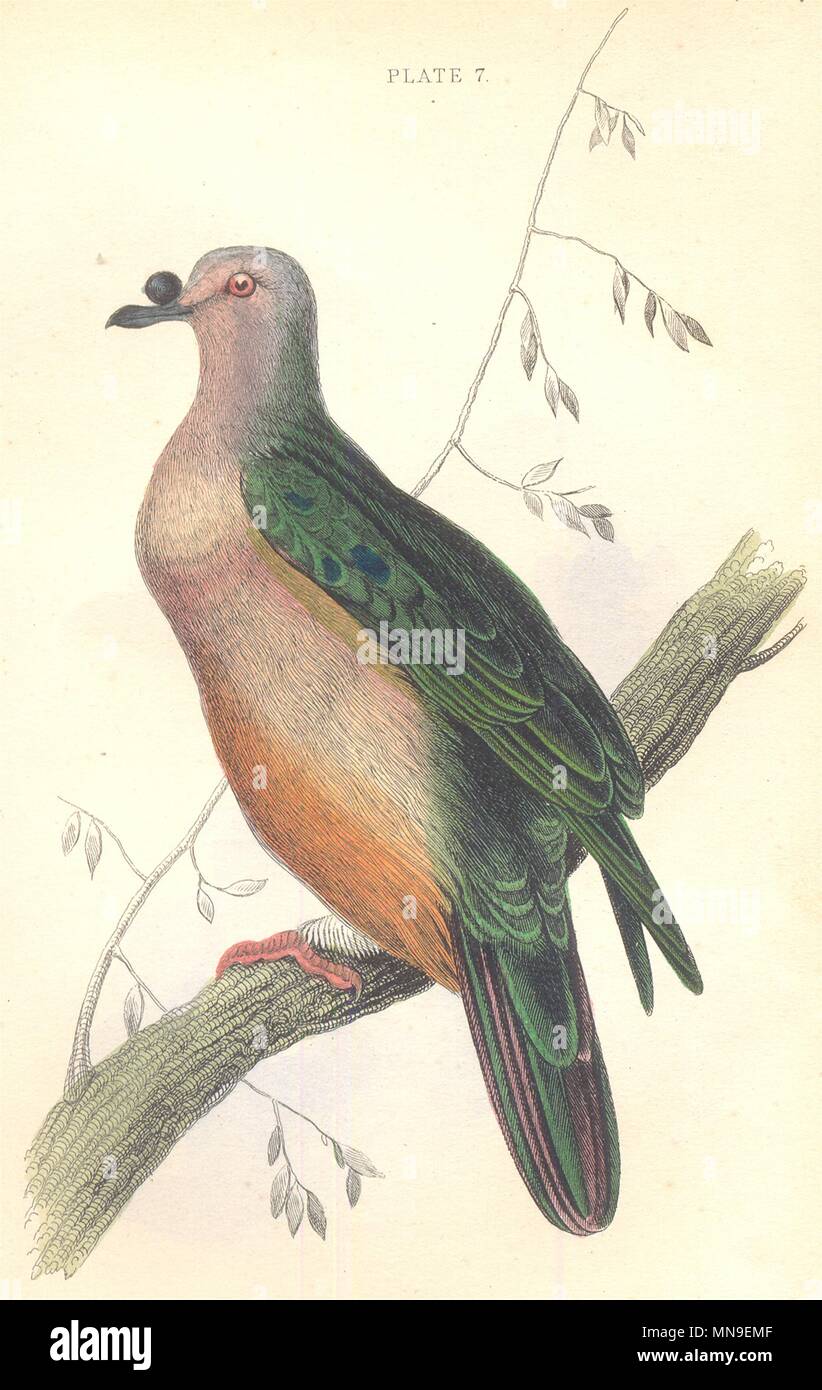 BIRDS. Carpophaga Oceanica. Original hand colouring. Prideaux John Selby 1835 Stock Photo