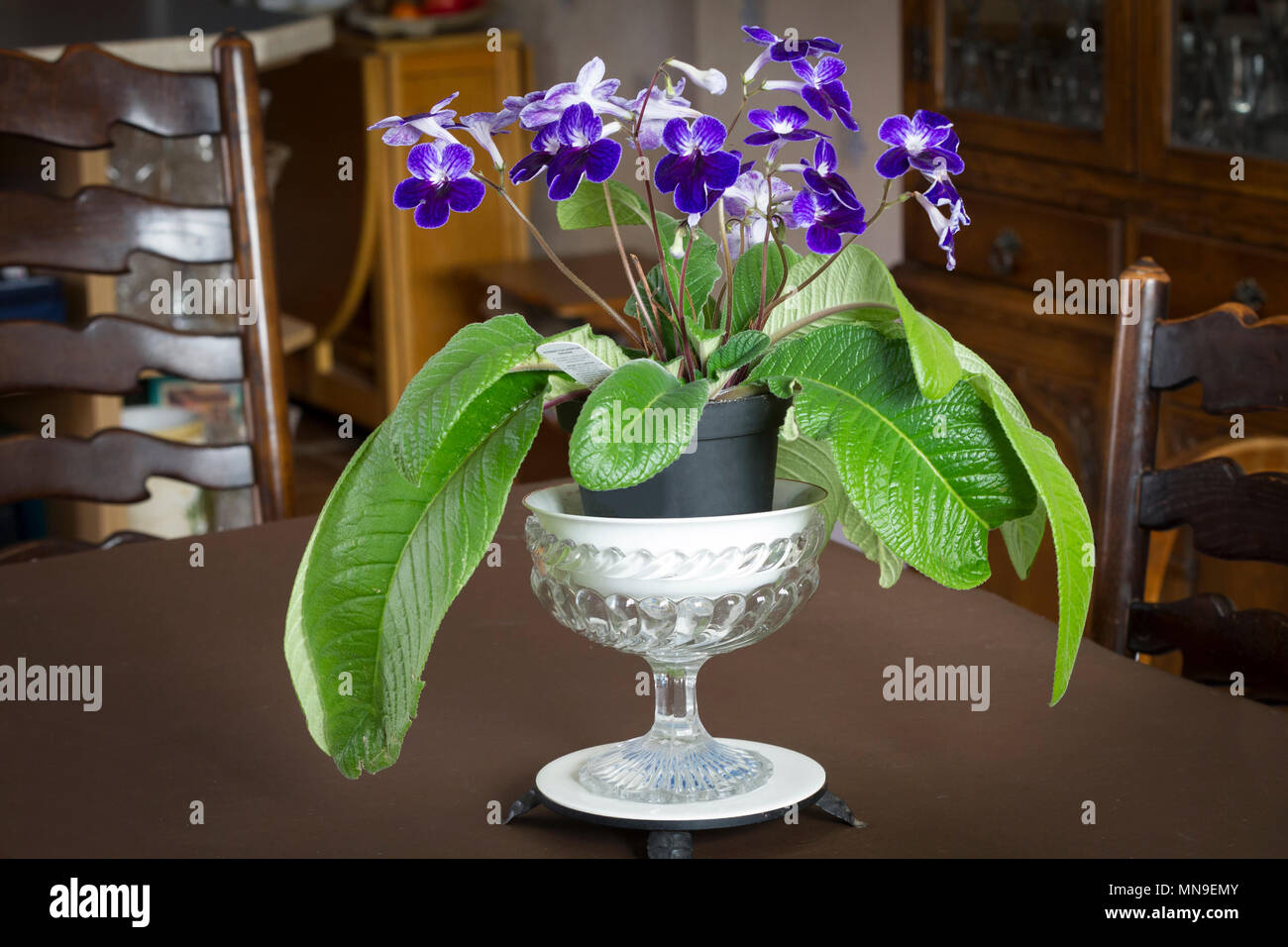 Streptocarpus. Afrotropical Gesneriaceae indoor pot plant. Stock Photo