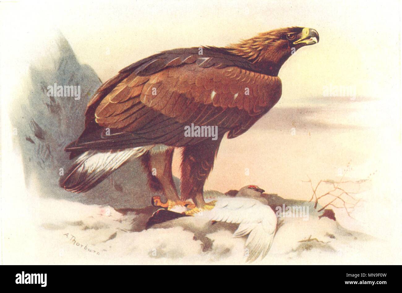 BRITISH BIRDS. Golden Eagle (immature) . THORBURN 1925 vintage print