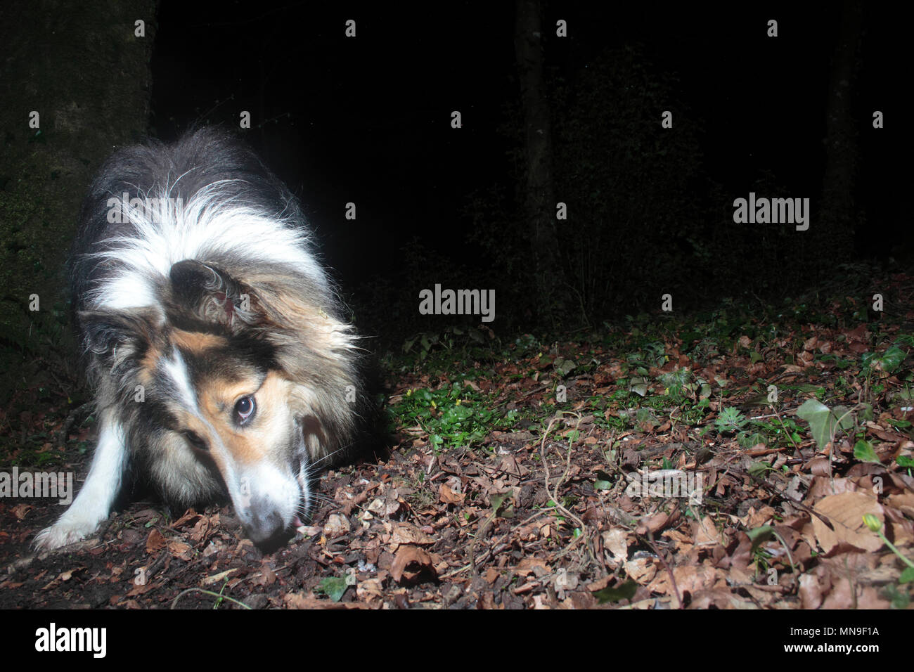 Rough Haired Collie Stock Photo