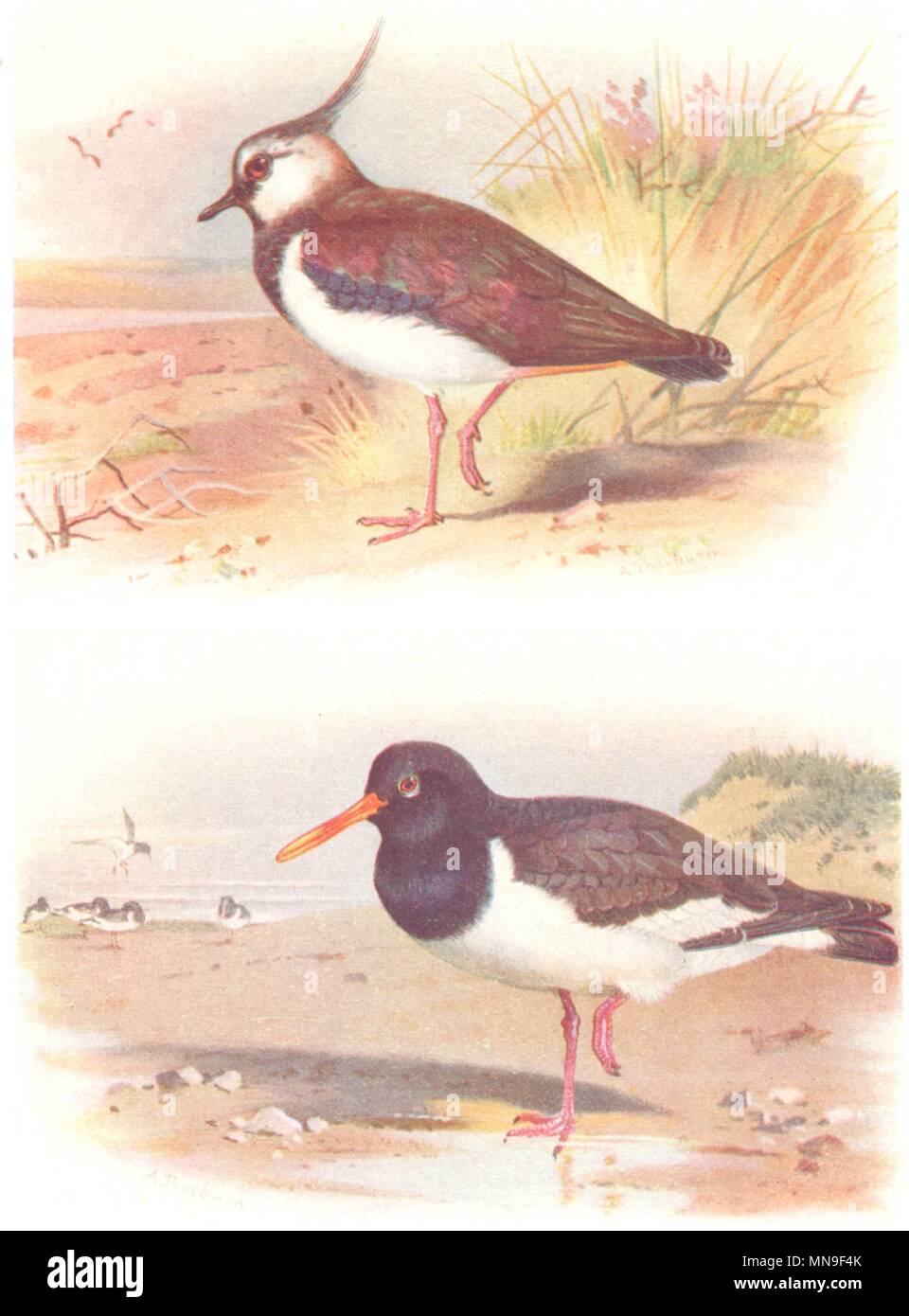 BRITISH BIRDS. Lapwing; OysterCatcher. THORBURN 1925 old vintage print