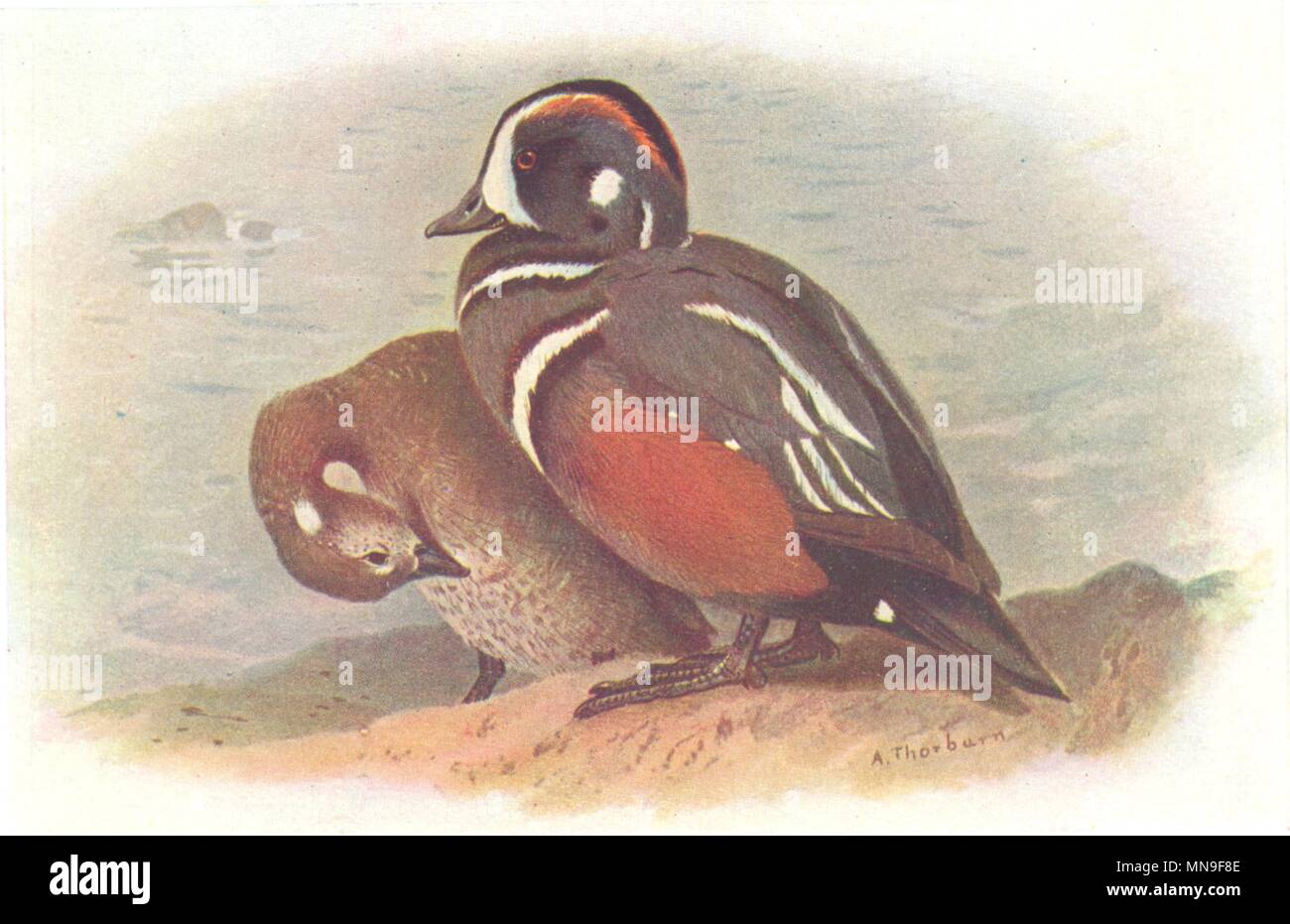 BRITISH BIRDS. Harlequin-Ducks. THORBURN 1925 old vintage print picture Stock Photo