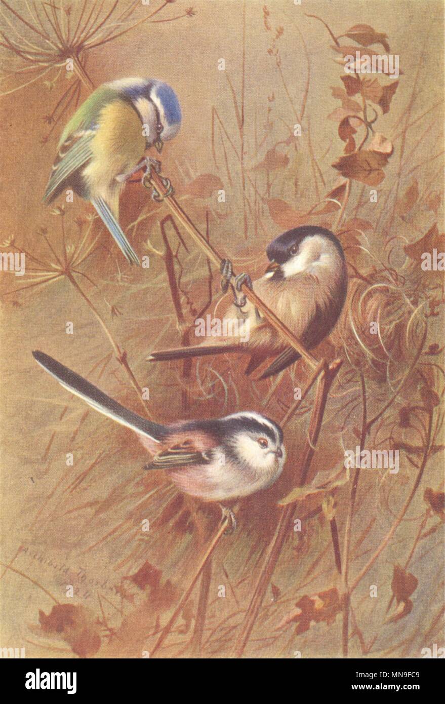 BRITISH BIRDS.Blue Titmouse;Marsh-Titmouse;Long-Tailed Titmouse.THORBURN 1925 Stock Photo