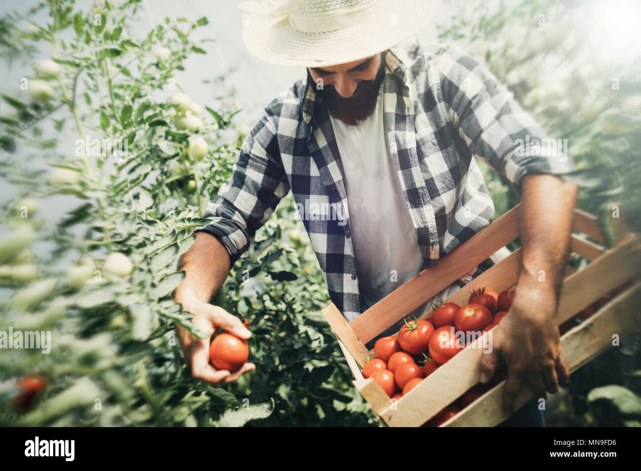 Male farmer picking fresh tomatoes from his hothouse garden Stock Photo ...