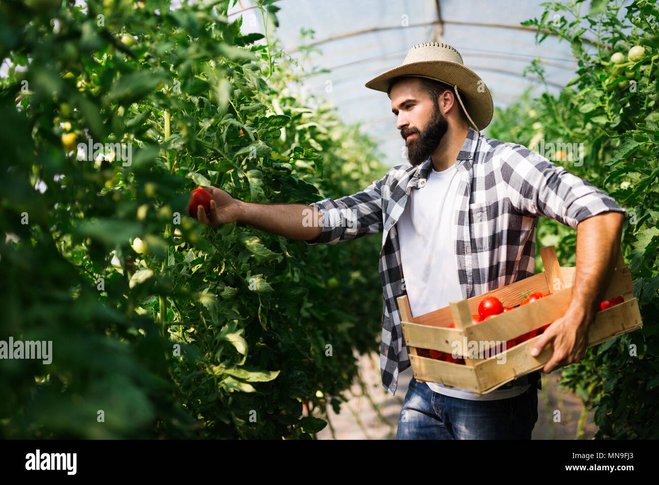 Male farmer picking fresh tomatoes from his hothouse garden Stock Photo ...