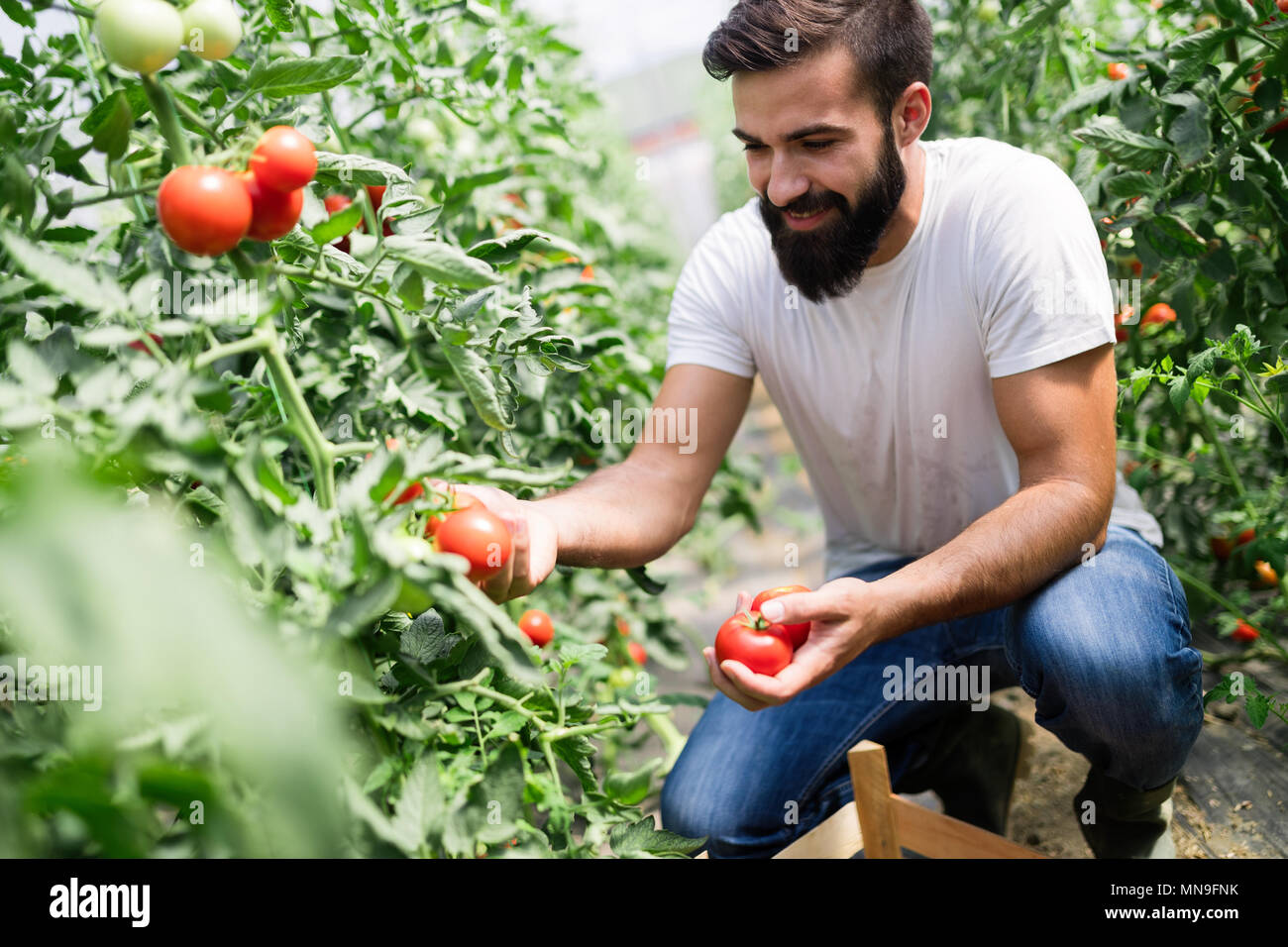 Male farmer picking fresh tomatoes from his hothouse garden Stock Photo ...